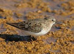 Temminck's Stint