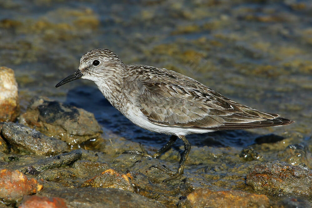 Bécasseau de Temminckadulte internuptial, identification