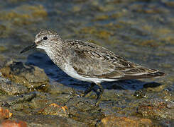 Temminck's Stint