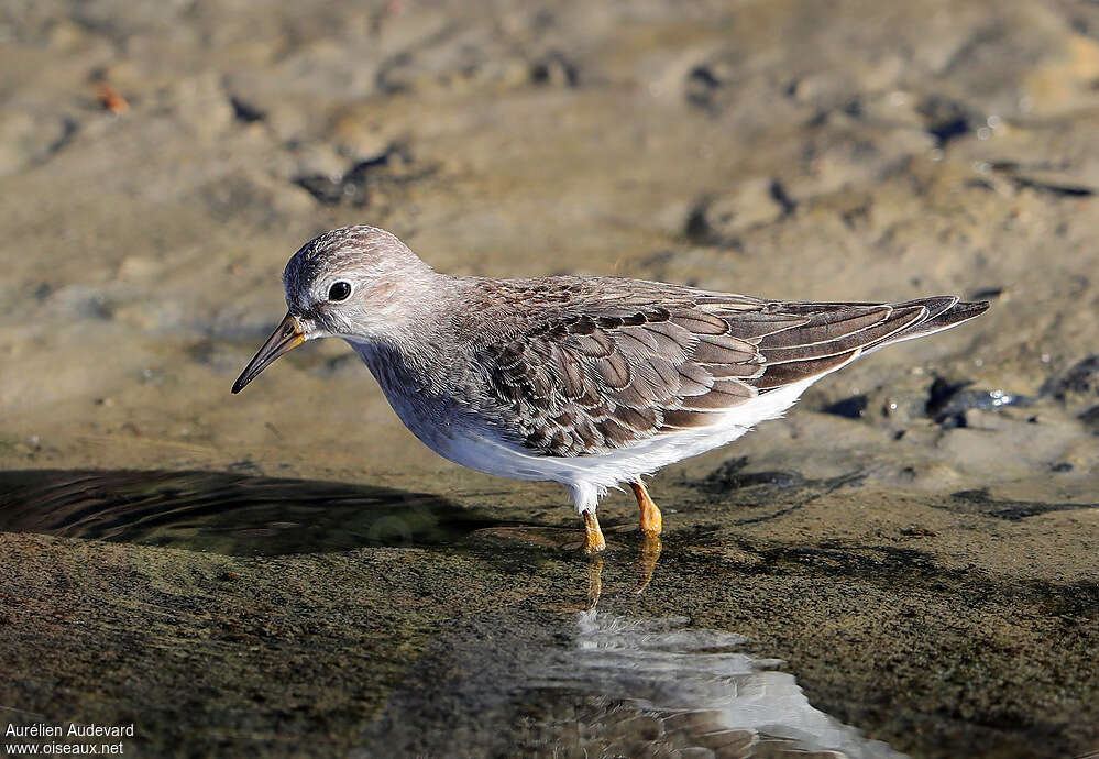 Bécasseau de Temminck1ère année, identification