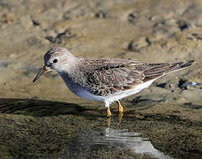 Temminck's Stint