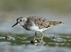 Temminck's Stint