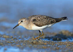 Temminck's Stint