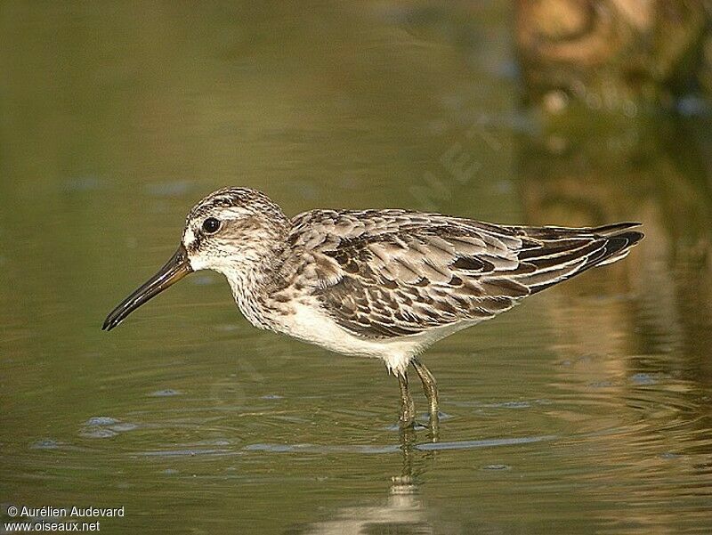 Broad-billed Sandpiperjuvenile, identification