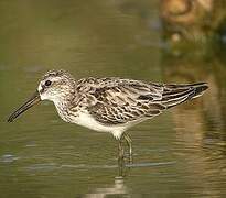 Broad-billed Sandpiper