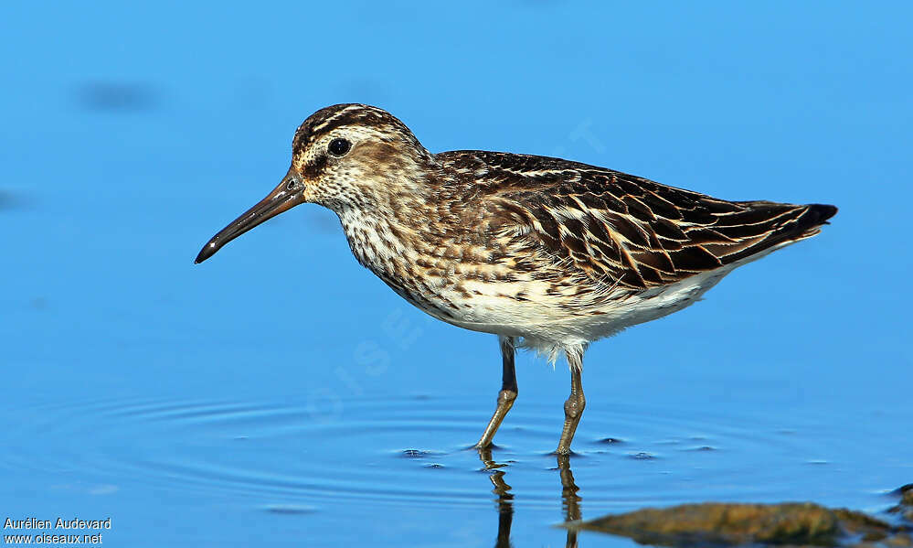 Broad-billed Sandpiperadult breeding, identification