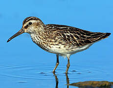 Broad-billed Sandpiper