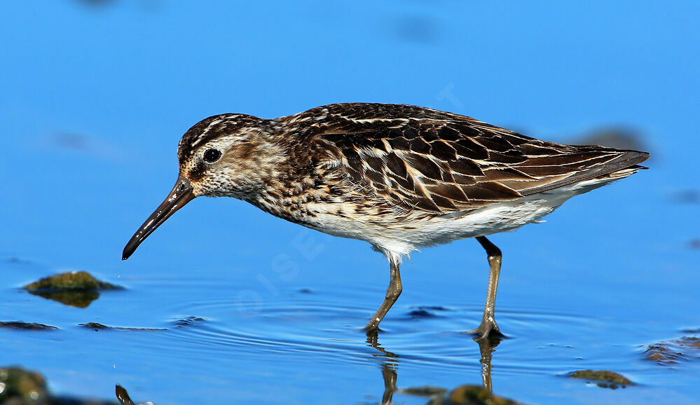 Broad-billed Sandpiperadult breeding