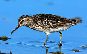 Broad-billed Sandpiper