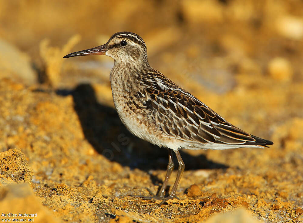 Bécasseau falcinelle1ère année, identification