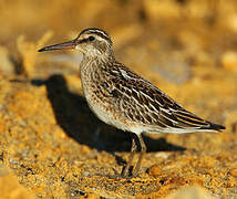 Broad-billed Sandpiper