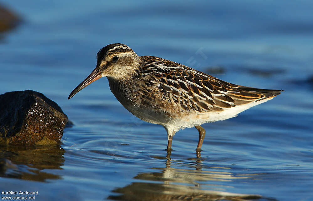 Broad-billed Sandpiperadult breeding, aspect, pigmentation, Behaviour