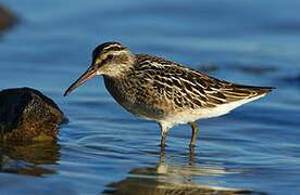 Broad-billed Sandpiper