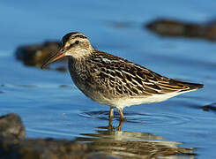 Broad-billed Sandpiper