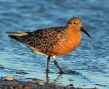 Red Knot