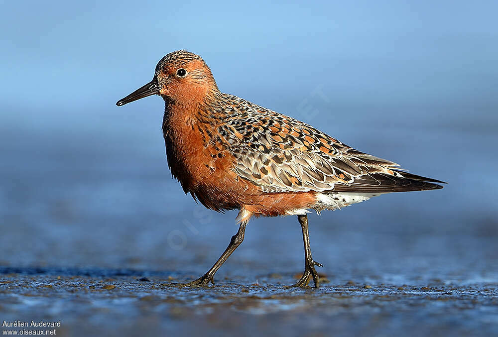 Red Knotadult breeding, identification