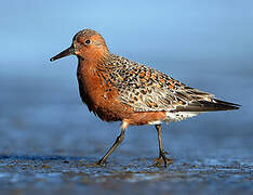 Red Knot