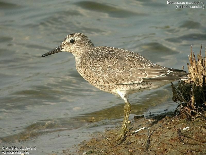 Bécasseau maubèche