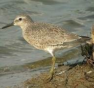 Red Knot