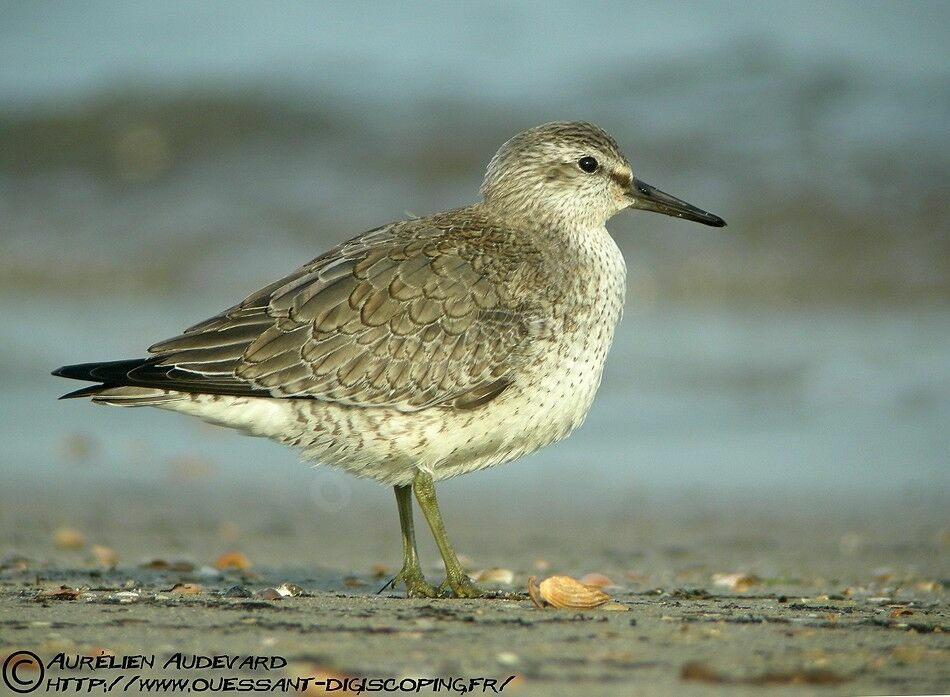 Bécasseau maubèche, identification