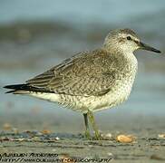 Red Knot