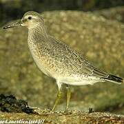 Red Knot