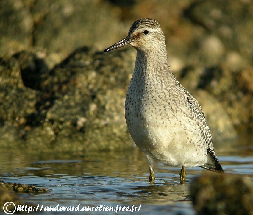 Bécasseau maubèche, identification