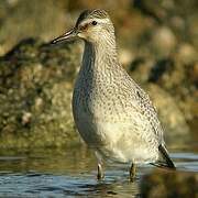 Red Knot