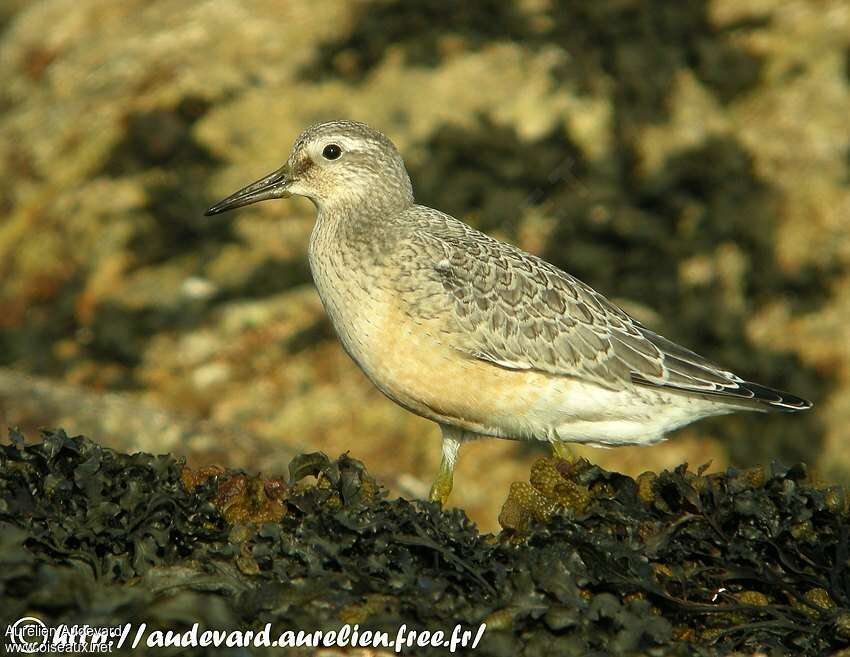 Red Knotjuvenile, identification