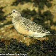 Red Knot