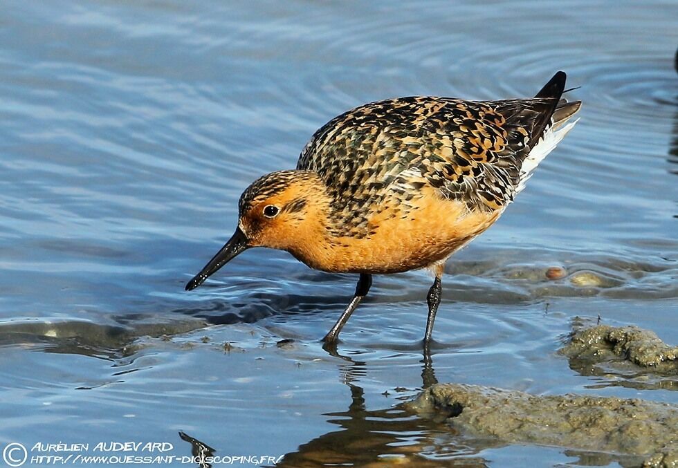 Red Knot