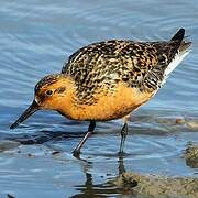 Red Knot