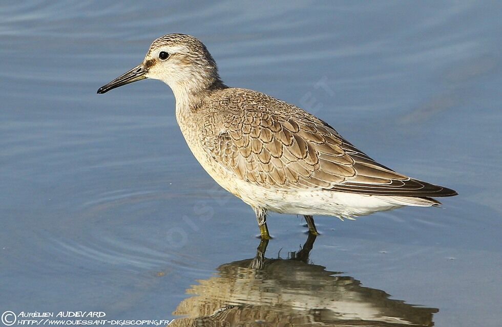 Red Knot