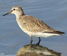 Red Knot