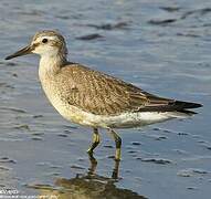 Red Knot