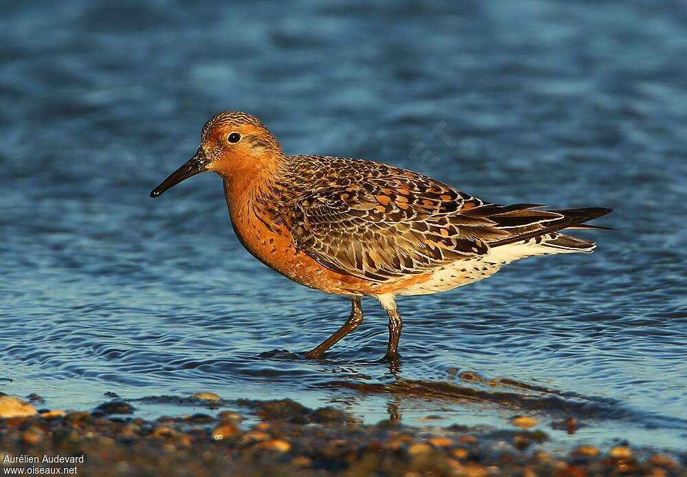 Bécasseau maubècheadulte nuptial, identification