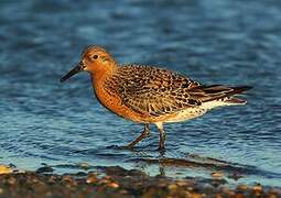 Red Knot