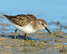 Least Sandpiper