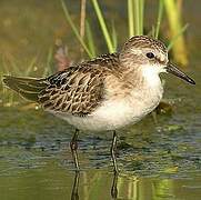 Little Stint