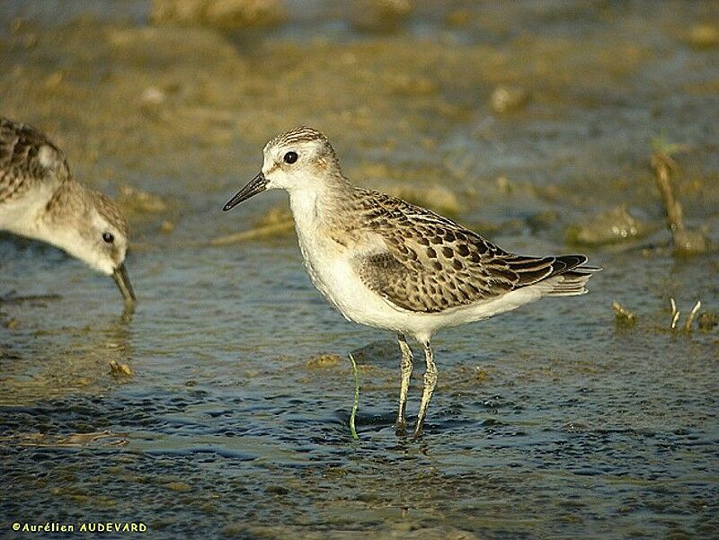 Little Stint