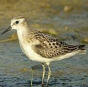 Little Stint