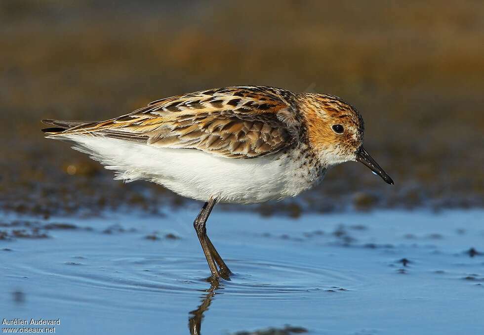 Bécasseau minuteadulte nuptial, identification