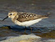 Little Stint