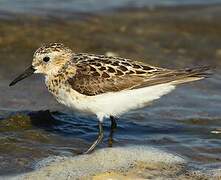 Little Stint