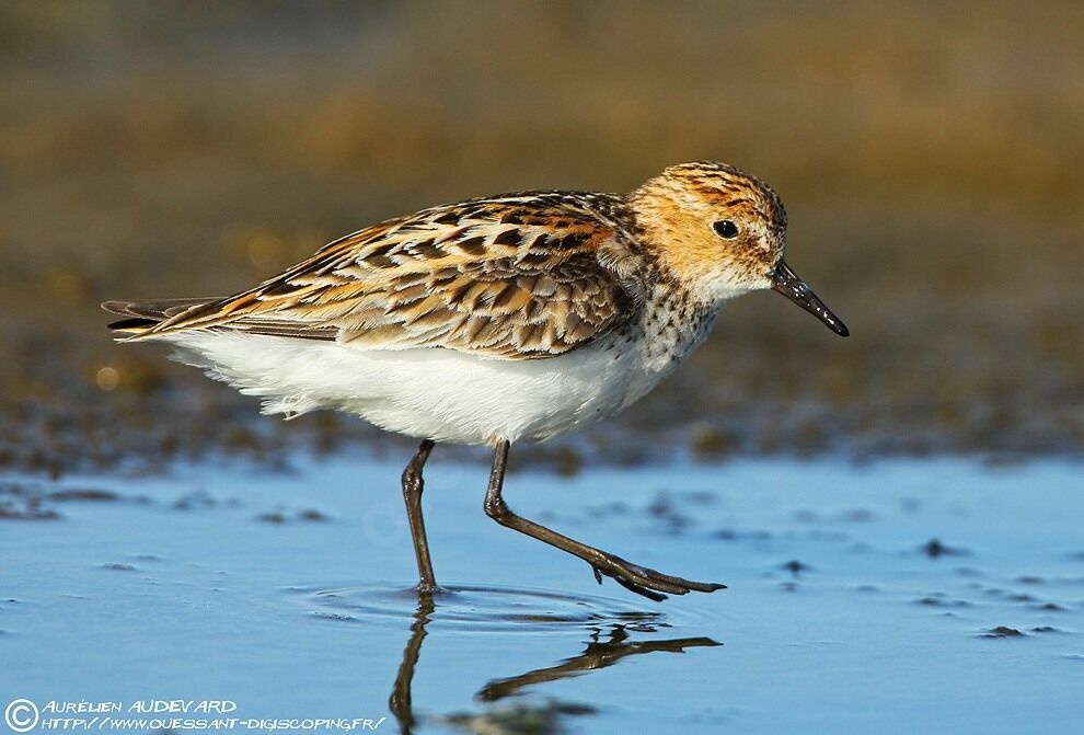 Little Stintadult breeding, identification