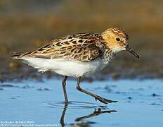 Little Stint