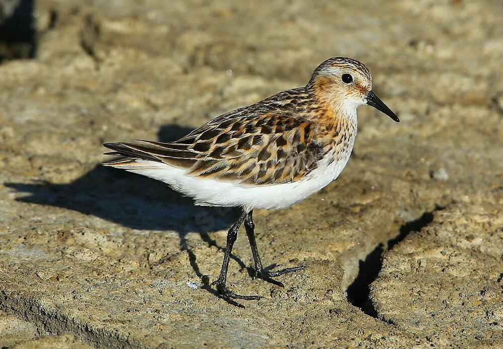 Little Stint