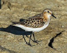 Little Stint