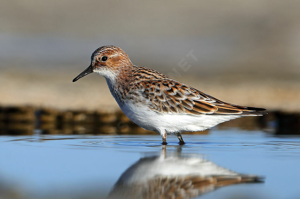 Bécasseau minuteadulte nuptial, identification