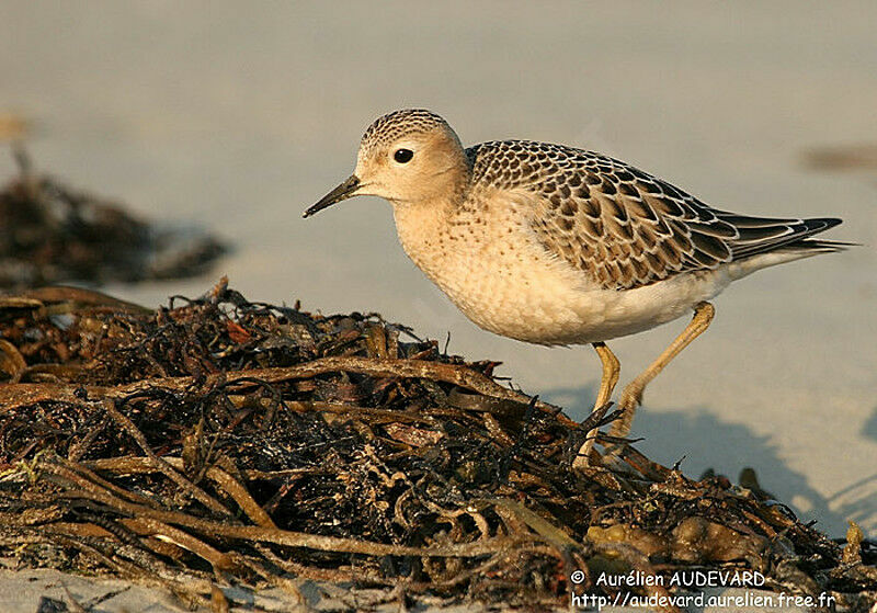 Buff-breasted Sandpiper